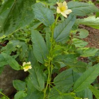 Sida acuta Burm.f.